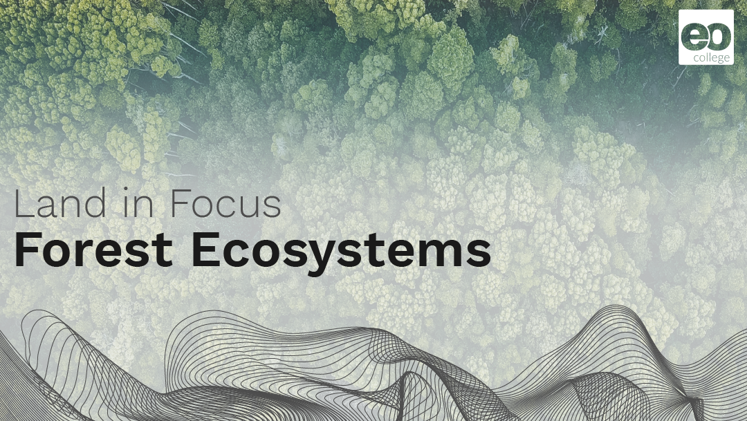 Land in Focus – Forest Ecosystems