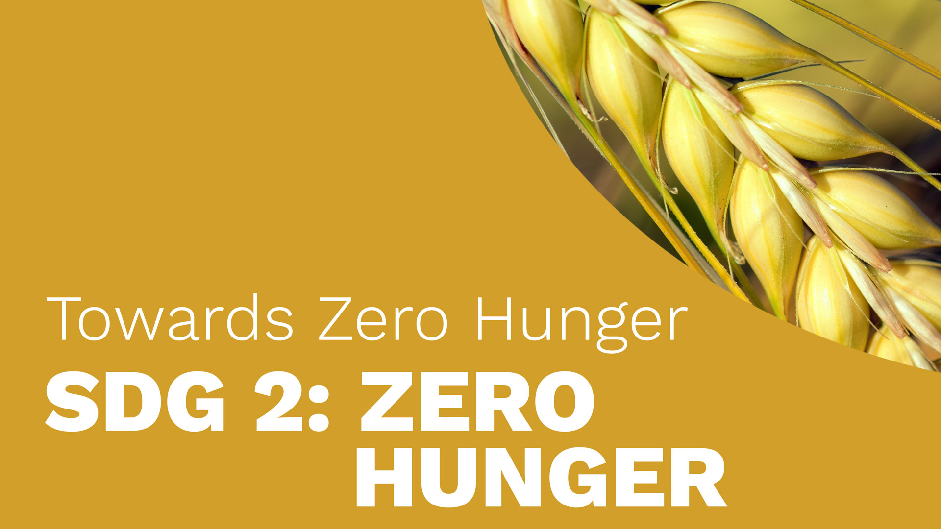 Towards Zero Hunger – Sustainable Development Goal 2: Zero Hunger