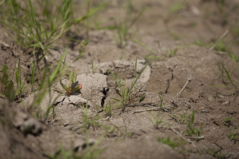 This image has an empty alt attribute; its file name is flickr_soil_salinity.jpg